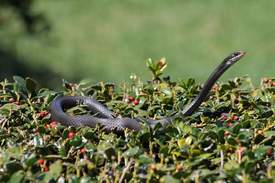 Snake in the hedge