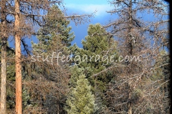 Tamarack Larch Trees and Ponderosa Pine
